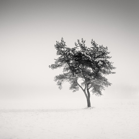 Standing Alone | Under the Moonlight