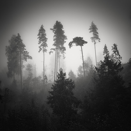 Clash of Conifers