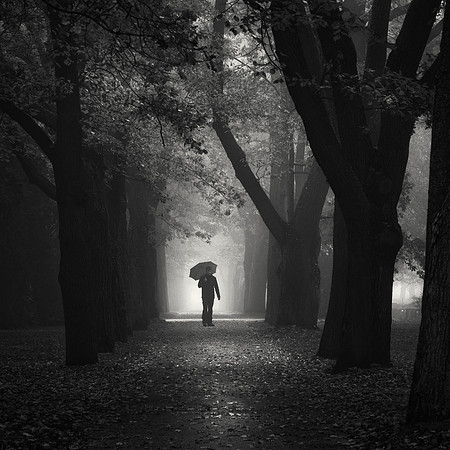 In the Shade of the Trees