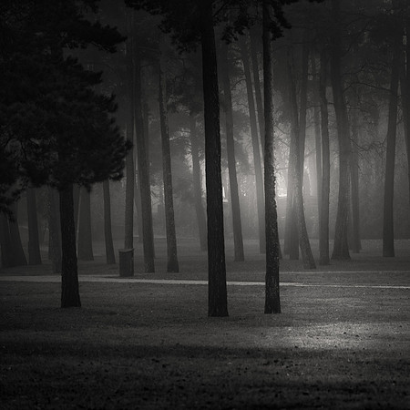 Black Woods
