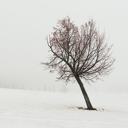 Leaning Tree