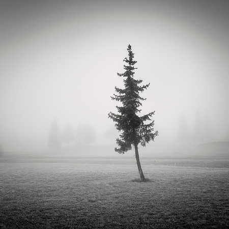 Conifer