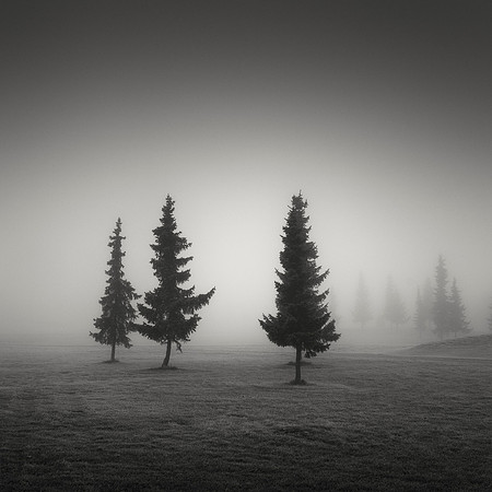 Three Conifers