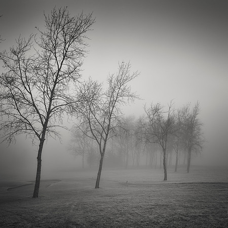 Bare Trees