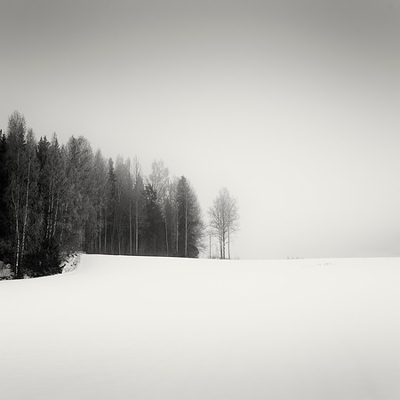 Piece of Winter Woods