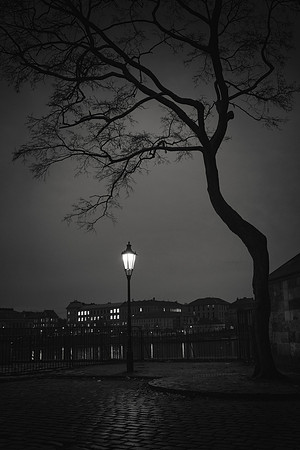 Tree and a Lantern
