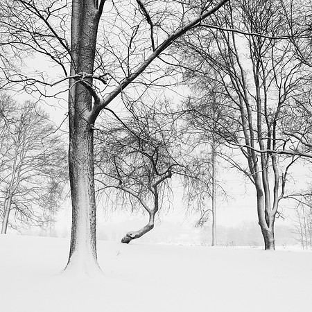Park Graphics