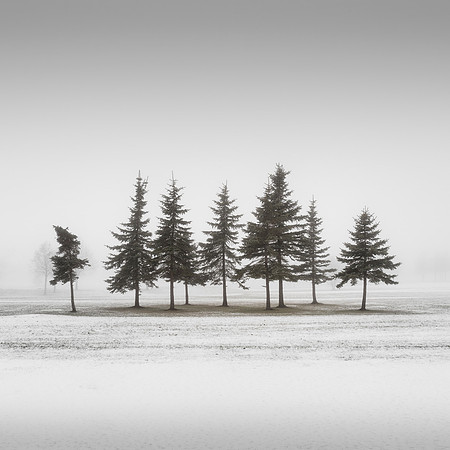 Nine Conifers