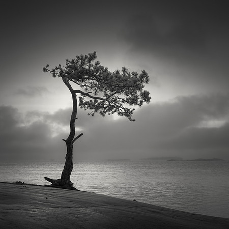 Veterans' Tree II