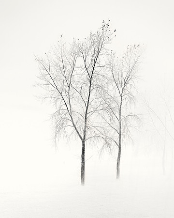 Graphical Trees
