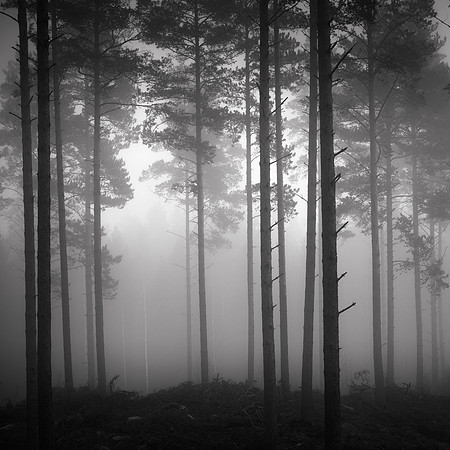 In the Pines II