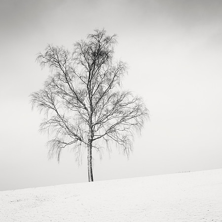Birch