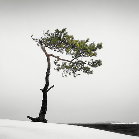 Veterans' Tree IV