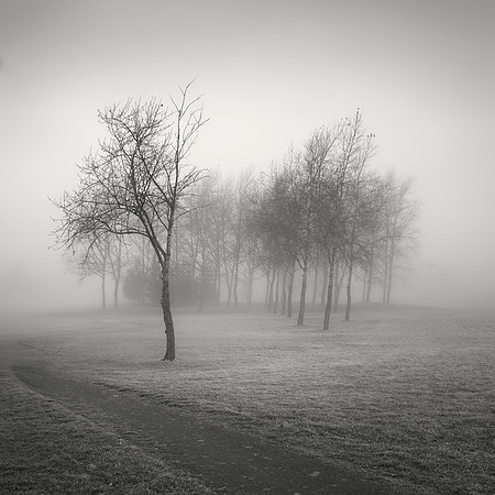 Bare Trees II