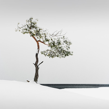 Veterans' Tree V