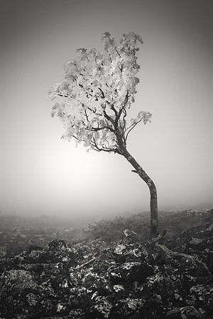 Mountain Ash