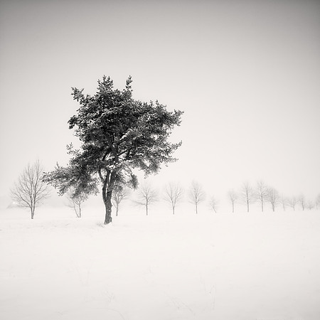 Frosty Trees