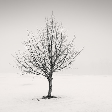 Maiden's Tree