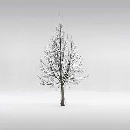 Lost in the Fog