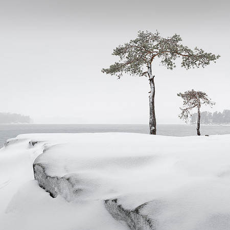 Two Pines