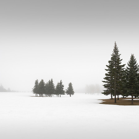 Winter Conifers V