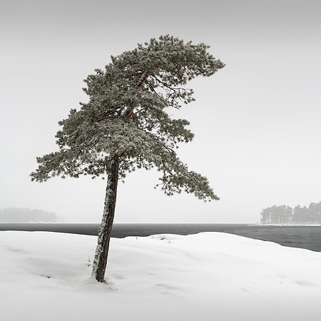 Headland's Pine