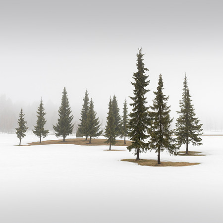 Winter Conifers IV