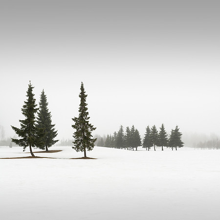 Winter Conifers II
