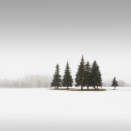 Winter Conifers I