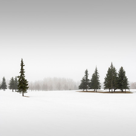 Winter Conifers VI