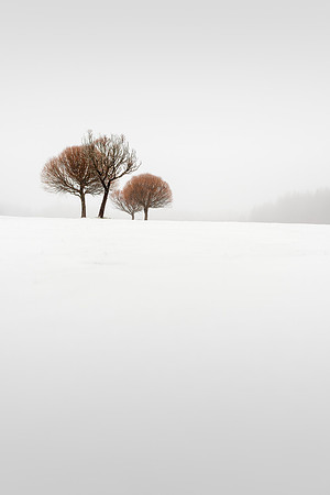 Red Trees on a Hill