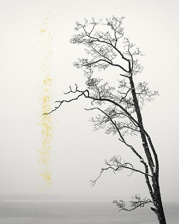 Golden Rain #01b