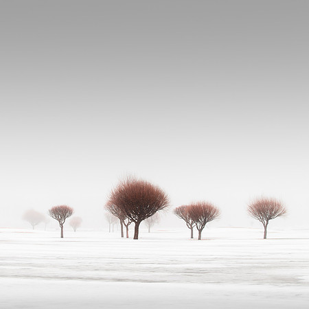 Red Trees