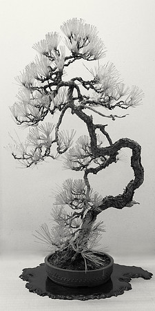 Bonsai study III