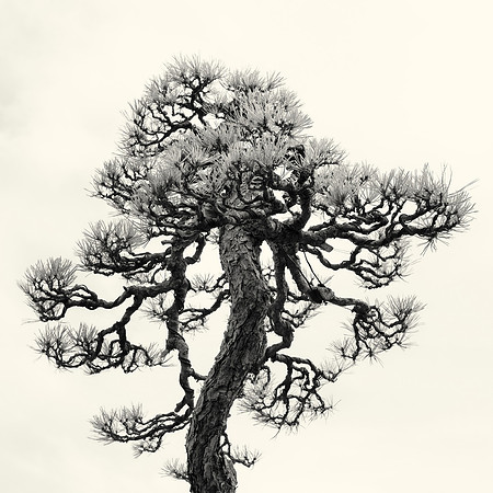 Bonsai study I