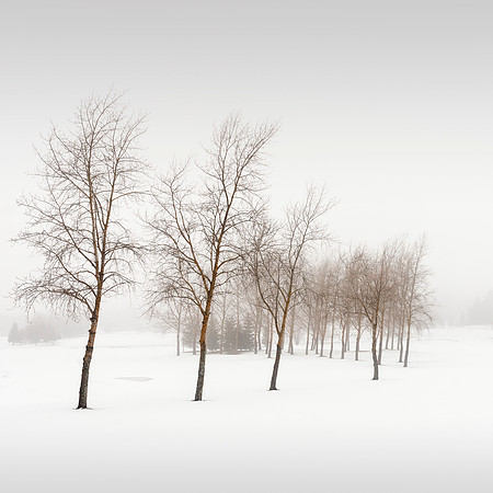Winter Trees
