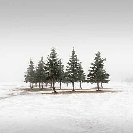 Conifer Woods