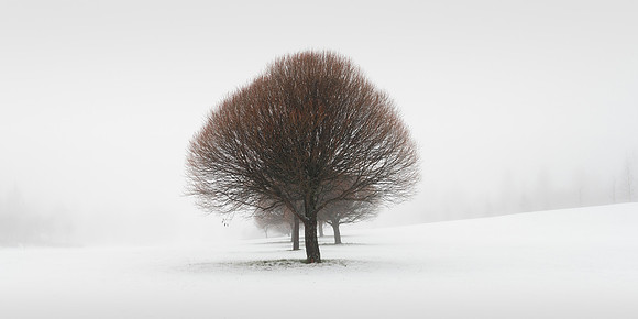 In the Middle of White