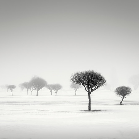 Charcoal Trees II
