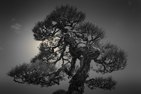Bonsai Study VI