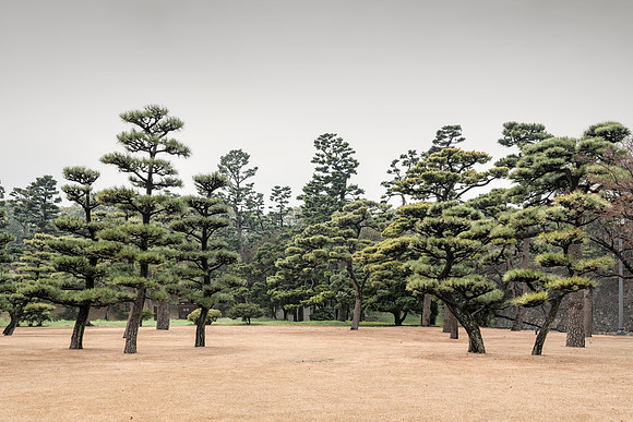 Pinewoods