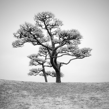 Two Black Pines