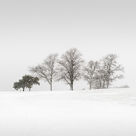 Row of Trees