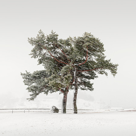 Two Pines and a Rock