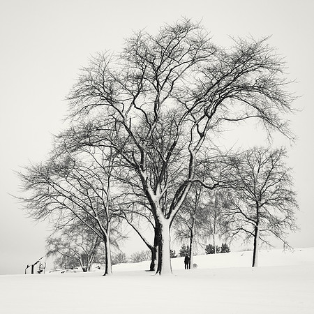 Man, Dog and Trees