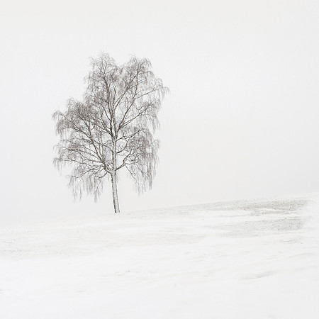 Birch in White