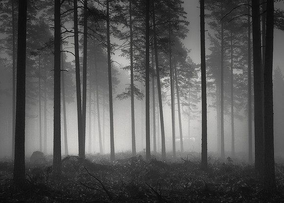 In the Pines